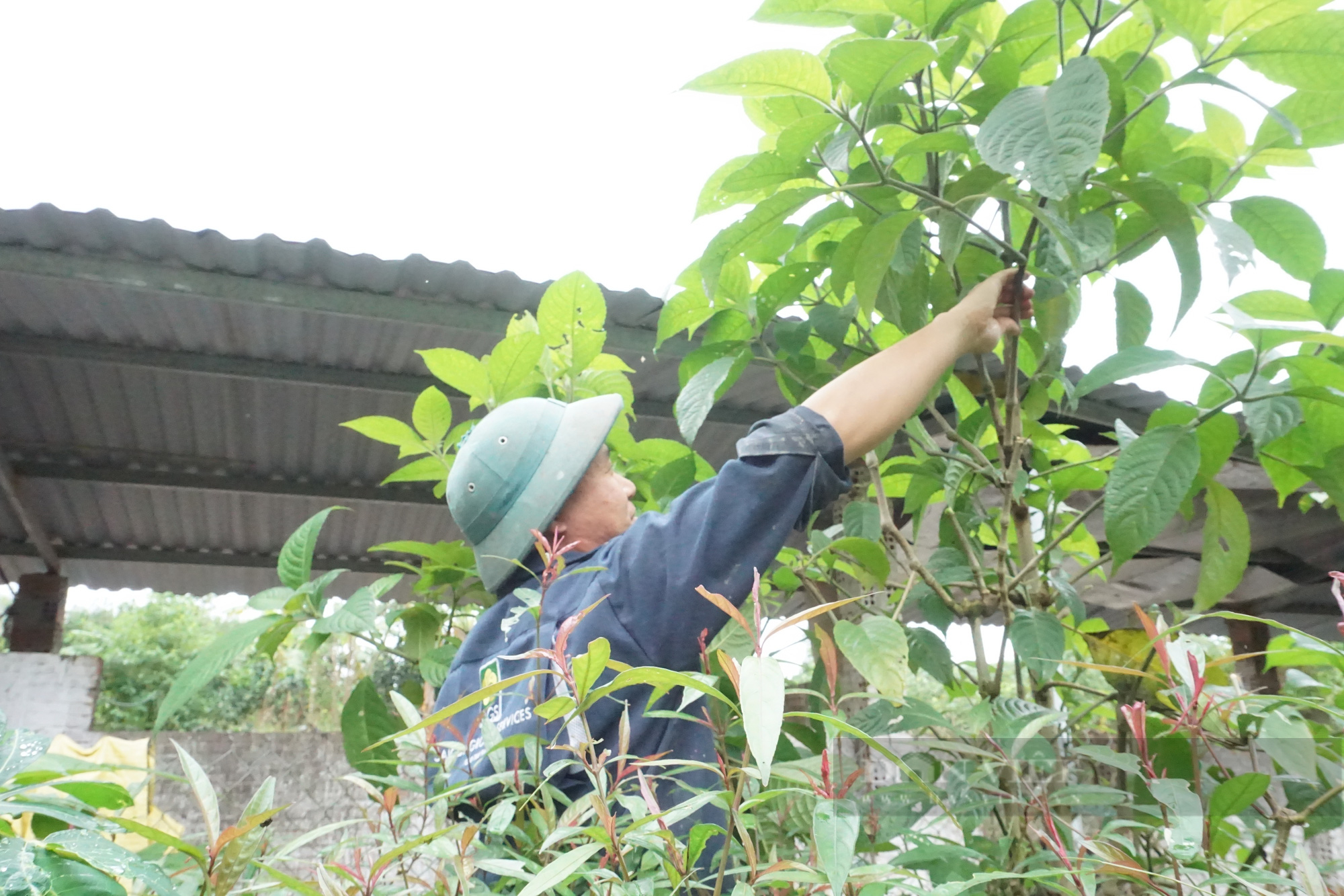 Bỏ phố về quê nuôi con đặc sản, 9X vươn xứ Quảng quyết tâm làm giàu trên mảnh đất quê hương - Ảnh 5. Bỏ phố về quê nuôi con đặc sản, 9X vươn xứ Quảng quyết tâm làm giàu trên mảnh đất quê hương - Ảnh 5.